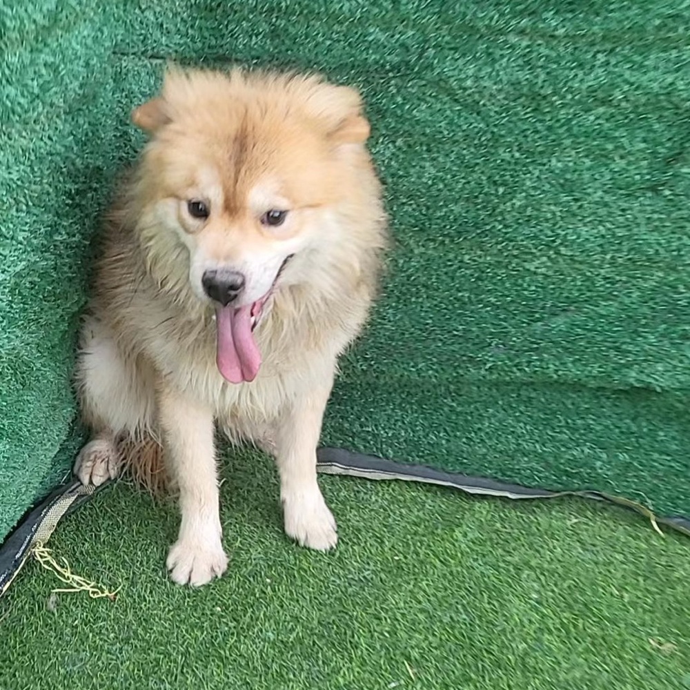 Meet Journey!